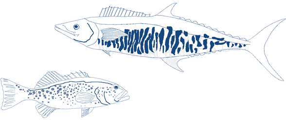 A illustration on the cover page depicting two fish, namely a coral trout and a Spanish mackerel.