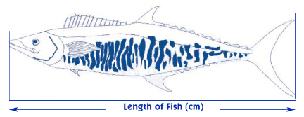 A picture showing a Spanish mackerel with an x-axis title of "Length of Fish (cm)". It shows that fish should be measured from the tip of the snout to the extremity of the tail.