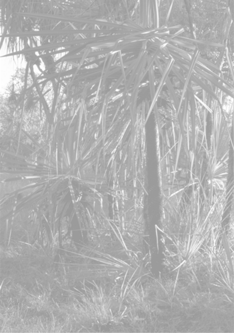 Gray scale image of a spiral pandanus in Kakadu National Park