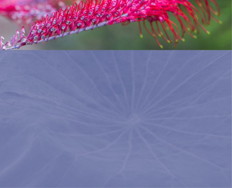 Chapter page showing a grevillea in the park and a lotus leaf