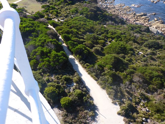 Photograph showing elevated view access track to Eddystone Point Lighthouse. Photograph taken from lighthouse balcony and section of the railing can be seen to the left of the photograph. Track is lined with thick, green shrubbery, and the rocky shoreline is found behind the shrubbery on the track's right hand side. 