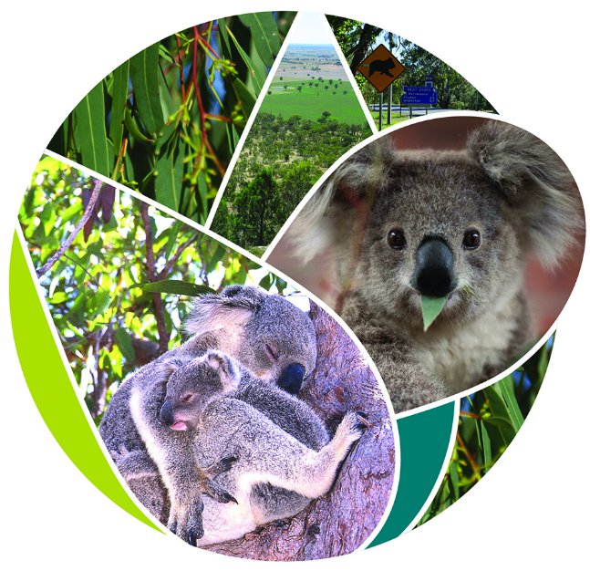 Circle with fragments of images that include the leaves of Eucalyptus camaldulensis; a young koala looking directly at the camera and eating a leaf; a mother cuddling a joey between her legs and both asleep in the fork of a tree; a road koala sign; and a view of farmland landscape with patches of trees and scattered trees. 