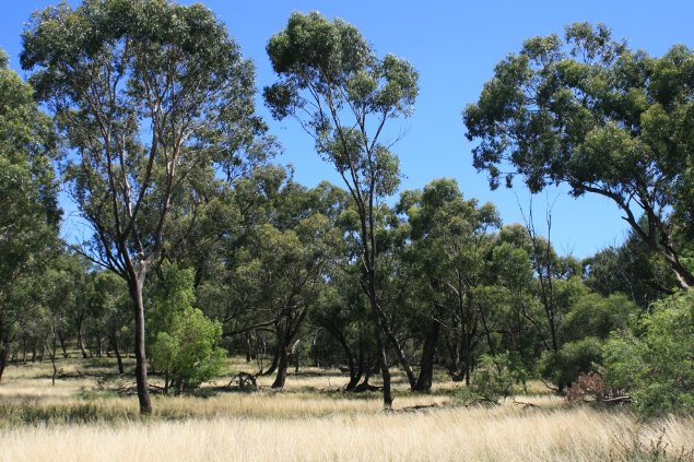 Photograph of open grey box (Eucalyptus macrocarpa) woodlands, central NSW. Image: © S. Brown. 

