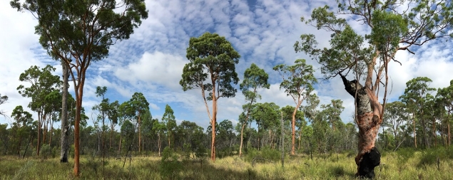 Angophora leiocarpa woodland, Western Creek, south-east Qld. Image: © E. Vanderduys, CSIRO.

Photograph of open woodlands with tall trees showing grassy and low shrub understory and semi cloudy sky. 