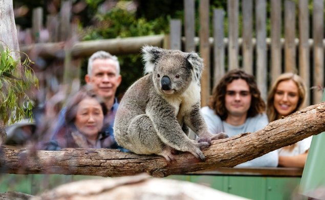 Overseas visitors admiring a Koala. Image: © Moonlit Sanctuary, Victoria

Photograph of a koala on a horizontal log in an enclosure looking toward the camera. In the background are blurred images of four people looking at the koala.  