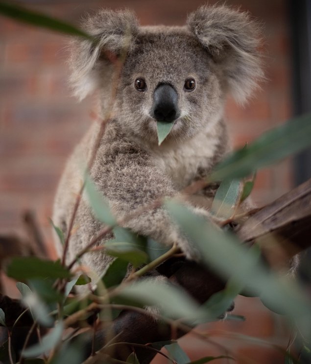 Photograph of a young koala in care rescued in the 2019–2020 summer bushfires. Image: © Marta Yebra.

 