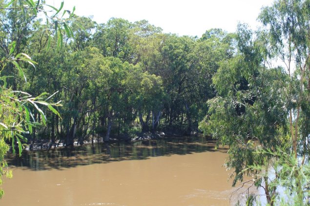 Locally known as Koala Reserve (Narrandera Nature Reserve) is home to over 200 Koalas. Murrumbidgee Valley National Park, central NSW. Image: © S. Brown.

Photograph of a eucalypt forest alongside the edge of a muddy river. The view is flanked either side by eucalypt trees. 