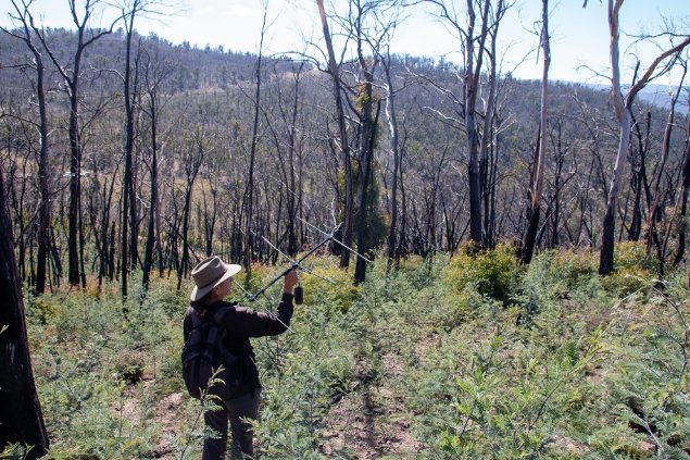 Radio-tracking Koalas to understand movement patterns following the 2019/2020 bushfires. 
Image: © James Skewes

Photograph of a burned forest landscape with fresh regrowth on the ground. In the fore of the image is a person with a hat on, holding an antenna. 