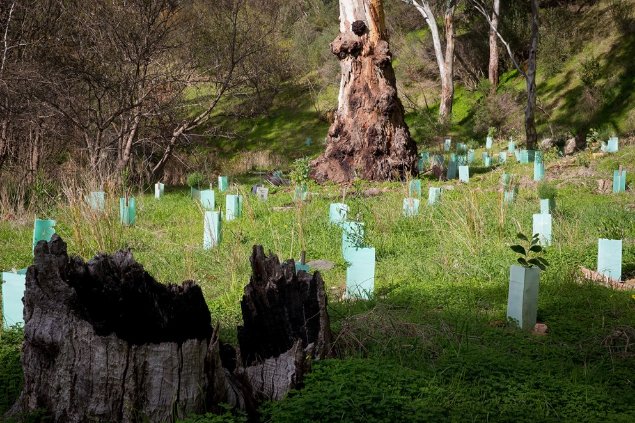 Revegetation projects provide food trees for future Koala populations. Image: © Shutterstock.

Photograph of a partially wooded landscape showing scattered small tree seedlings encased with plastic covers to protect them from wind.  