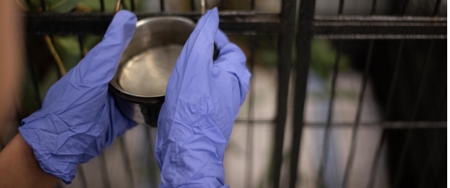 Carer refreshing water for a Koala in care. Image: © Marta Yebra. 

Photograph of a stainless steel cup full of water, held by glove covered hands, in front of a cage.