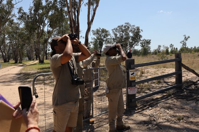 Photograph of Queensland Murray-Darling (Indigenous) Rangers undertaking surveys for the Koala as part of the National Koala Monitoring Program. Image: © CSIRO and QMD Catchment Limited. 

 