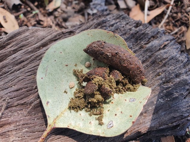 Koala scats are used in detecting Koala presence and for extracting DNA. Image: © C. Robinson, CSIRO. 

Photographic close-up of two koala scats on a round eucalyptus leaf on a piece of wood.  