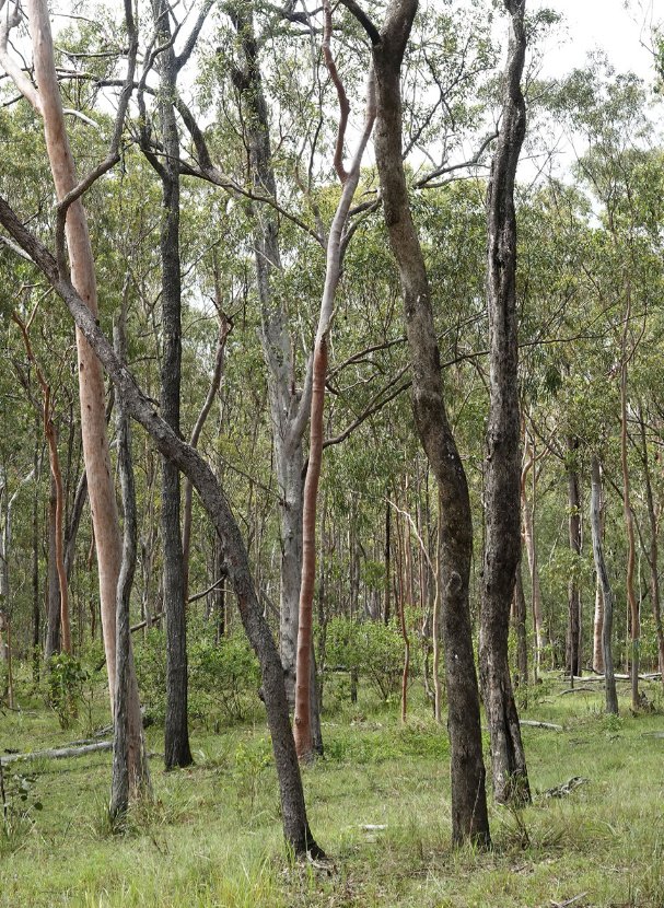 Photograph of eucalypt regrowth forest showing E. moluccana and C. citrioddora. The high elevation forest together with heavy summer rainfall makes such forest areas potential climate refugia for the listed Koala. 
Bluff Forest Reserve, far north Qld. Image: © Don Franklin. 

 