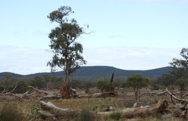 Photograph of a clearing of woodland in western NSW. Image © Jennie Mallela. 

