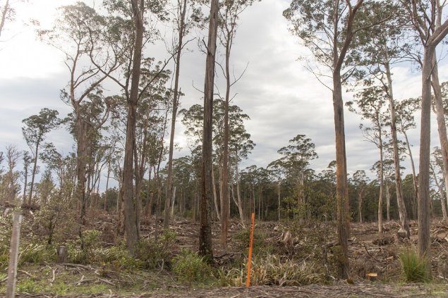 Photograph of recently harvested eucalypt forest, south-eastern NSW. Image: © DAWE. 


 