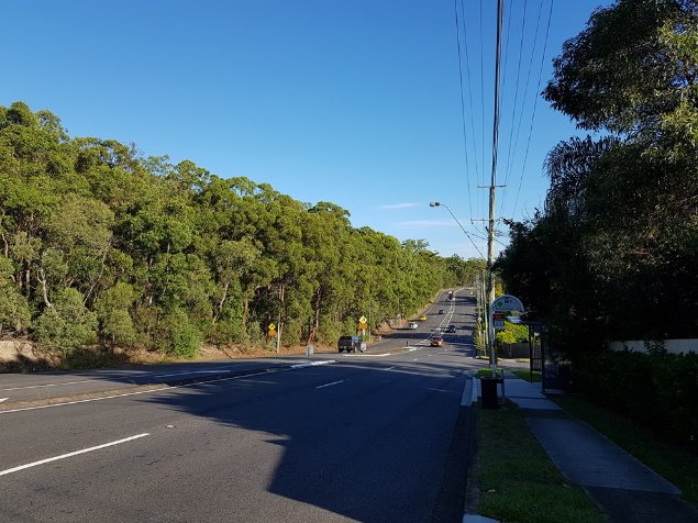 Koalas living in peri-urban environments face death and trauma from car strikes and dog attacks, Brisbane, Qld. Image: © C. Runge.

Photograph shows intact dense eucalyptus forest. In the centre runs a four-lane road with cars. On the right-hand side of the road is a bus stop and footpaths for residential housing. 