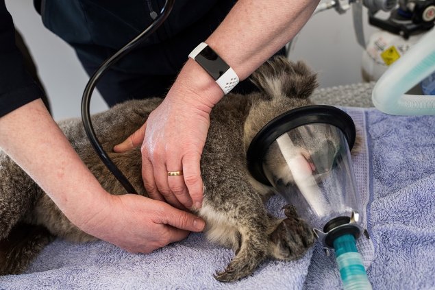 Photograph of a koala undergoing a health check. Image: © Micheal Weinhardt. 


 