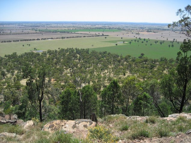 Photograph of open grey-box woodlands (E. microcarpa) cleared for cropping resulting in habitat loss, scattered paddock trees, narrow corridors and small patches, central NSW. Image: © S. Brown. 


 