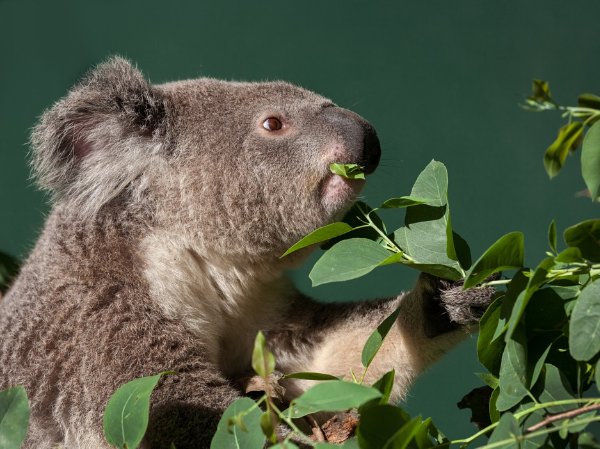 Photograph of a koala feeding on nutritious eucalyptus leaves. Image © Shutterstock.

 