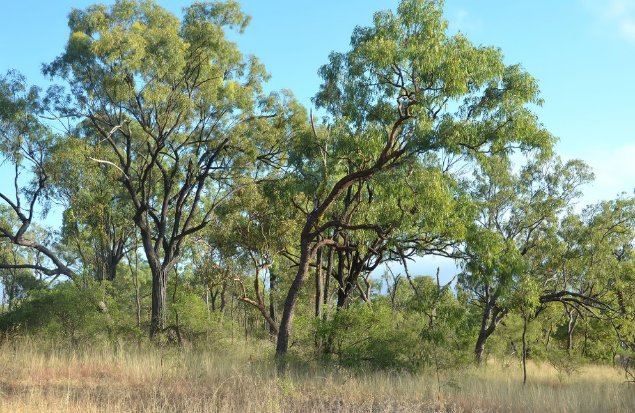 Photograph of tropical eucalypt savanna, showing E. crebra and C. intermedia. Einasleigh Uplands bioregion, The Oaks Station, Qld. Image: © Don Franklin.


