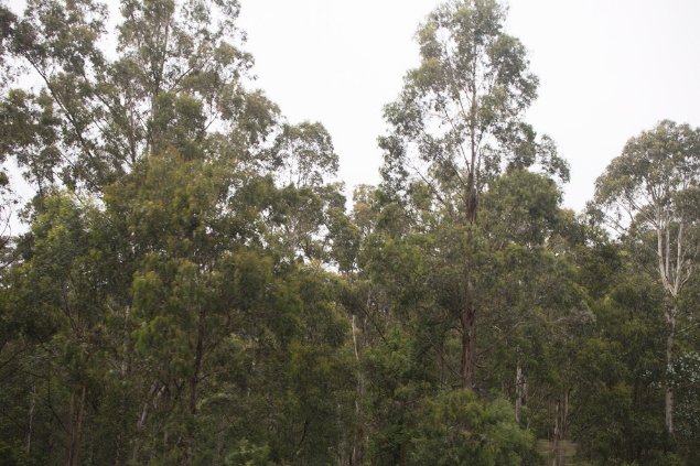 Photograph of dense eucalypt forest found along the east coast of Australia, Bemboka, south-east NSW. Image: © DAWE.


