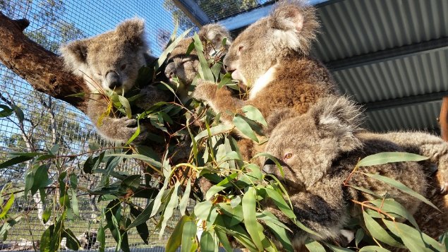 Koalas are valued by the community with efforts made to care for displaced Koalas. Image: © Karen Ford.

Photograph of several koalas cuddled together in an enclosure eating.
