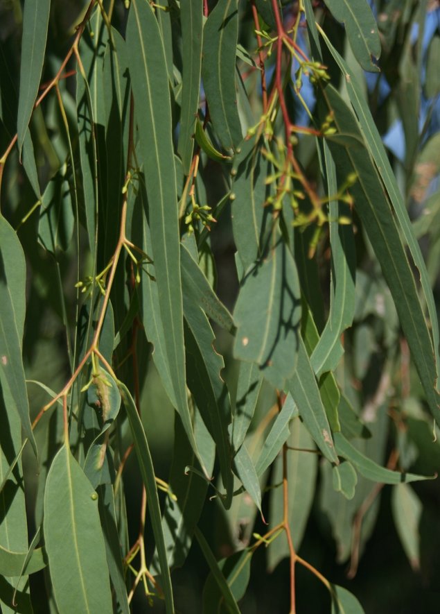 Photograph of leaves of the river red gum E. camaldulensis which occurs across Australia and is a favourite food of the Koala. Image: © S. Brown. 


 