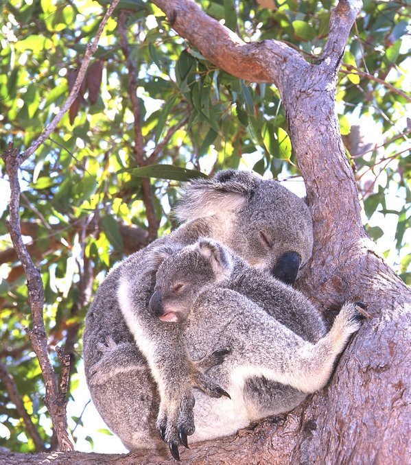 Photograph of a mother koala and joey sleeping together in the fork of a tree, Magnetic Island, Qld. Image: © E. Vanderduys, CSIRO.


