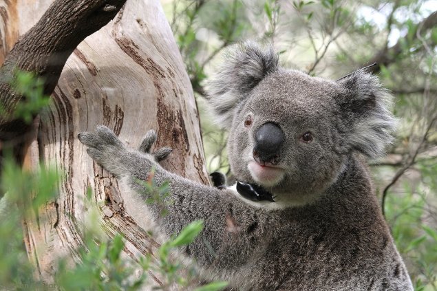 Collars carrying radio-transmitters are used to track movement patterns of individual Koalas. Image: © Desley Whisson.

Photograph of the head and upper torso of a koala in a tree showing the black transmitter around its neck. 