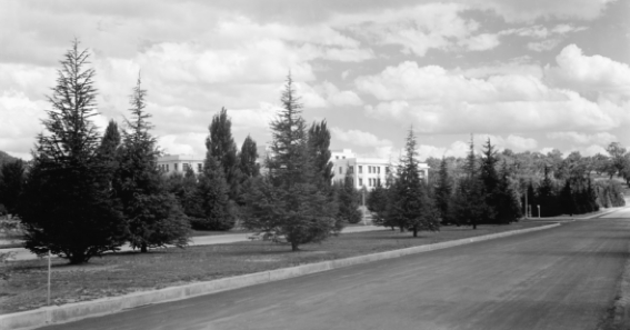 Avenue of trees on a nature strip with additional rows of planting behind.  Two upper levels of a white building are glimpsed through the trees.
