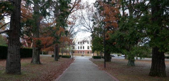 A path  with mature trees either side and West Block in the distance.