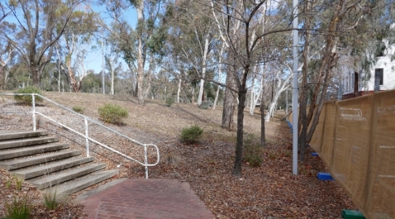 Eucalypt trees on an embankment.