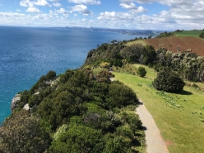 Photograph of thickly vegetated cliff edge beside blue ocean. 