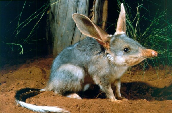 Photo of a bilby