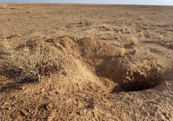 Bilby diggings and habitat at Diamantina National Park, Qld 