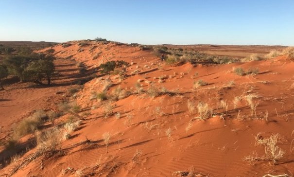 Birdsville Bilby survey site sand dune 