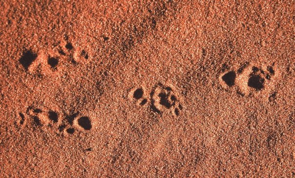 Bilby footprints in red desert sand