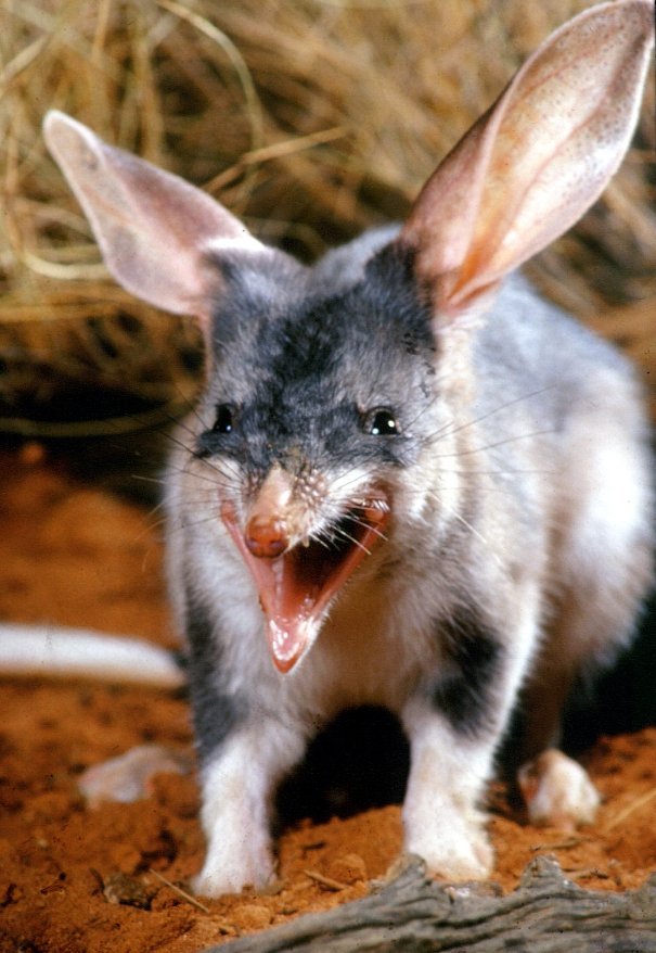 Greater Bilby in captivity 