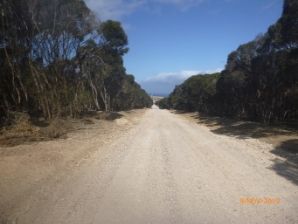 Photograph of dirt track framed by tall native trees. 