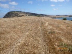 Photograph showing grassy landscape with faint tyre tracks embedded in the vegetation.