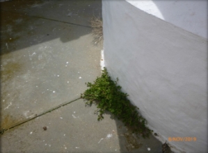 Photograph showing external base of lighthouse tower surrounded by concrete paving with vegetation growing as base of tower.