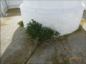 Photograph showing external base of lighthouse tower surrounded by concrete paving with vegetation growing as base of tower.