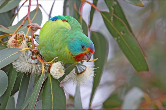 Decorative front cover image of the Swift parrot hanging on a branch.