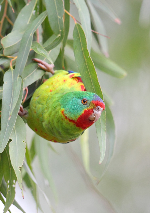 Decorative image of a Swift parrot hanging on some Eucalyptus leaves.