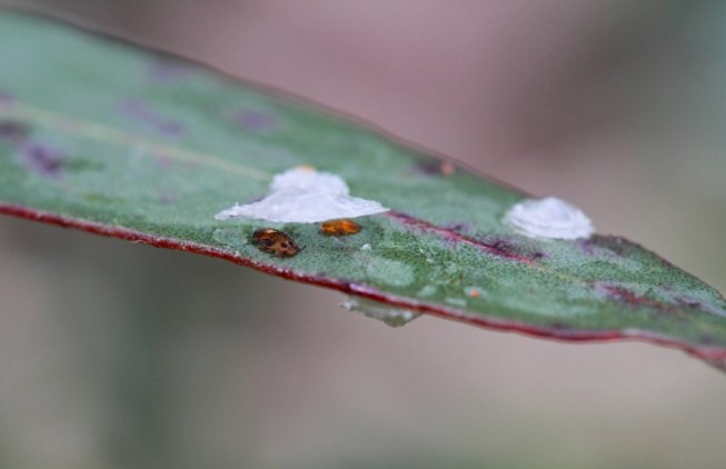 Decorative image of Eucalyptus leaves with lerps (sugary food source) visible. 