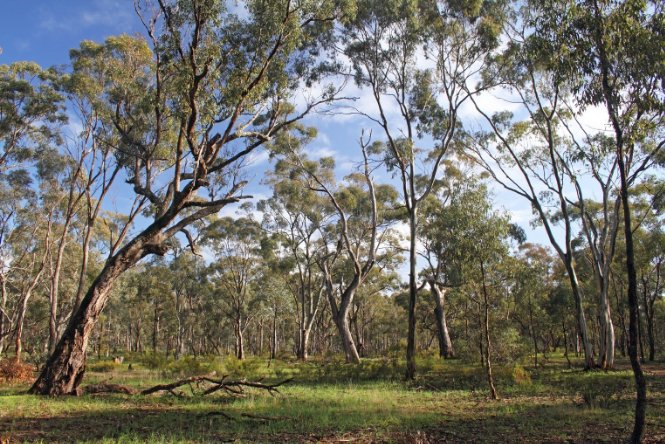 Decorative image of healthy Swift parrot habitat. 