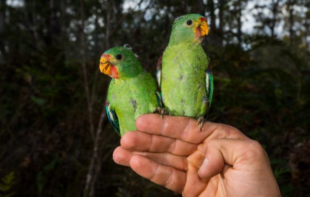Decorative image of two young swift parrots perched on a person's hand.
