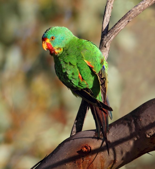 Decorative image of a swift parrot perched on a branch.