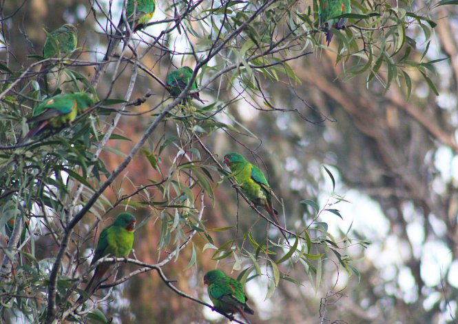 Decorative image of several Swift parrots perched in a tree.