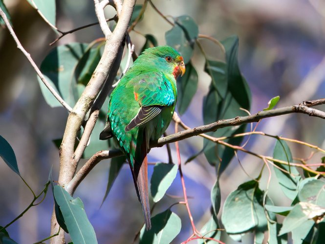 Decorative image of a swift parrot perched on a tree branch.